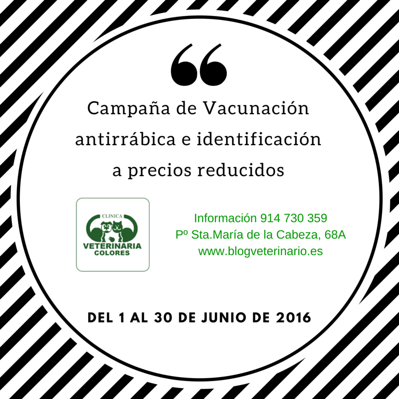Campaña de vacunación antirrábica e identificación-2